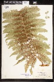 Image result for Cyathea mildbraedii