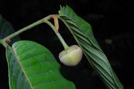 Image result for Uvaria welwitschii