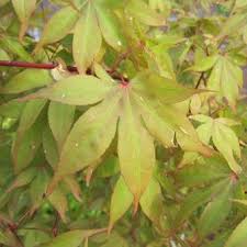 Check spelling or type a new query. Acer Palmatum Osakazuki