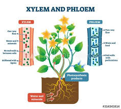 Xylem And Phloem Vector Illustration Labeled Plant Transportation Scheme Ad Vector Illustration Xylem In 2020 Vector Illustration Illustration Stock Vector