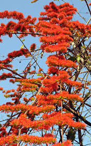 Image result for Combretum engleri