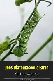 My brassicas got literally swarmed by the green caterpillars which came out from small white butterfly eggs. Does Diatomaceous Earth Kill Hornworms Plantcaretoday Com Diatomaceous Earth Earth Garden Pests