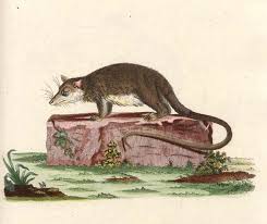 Torbik bambusowy, beztorbik bambusowy (gatunek ssaka). Elle M They Them On Twitter 9 Monito Del Monte Colocolo Opossum Https T Co Jyybvsex5c It Is The Only Existing Member Of It S Order It S Threatened By Habitat Destruction It Eats Insects It S Monogamous I Learned