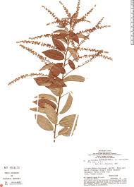 Image result for Gouania