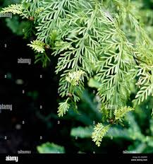 Image result for Asplenium gemmiferum