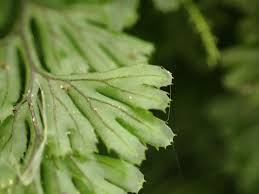 Image result for Hymenophyllum tunbridgense