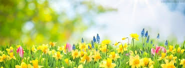Free spring cover photos for facebook. Blooming Spring Daffodil Yellow Flower Facebook Cover