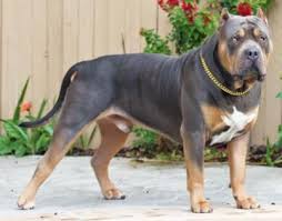 Gottiline pitbull bloodline was originally made for a unique looking dog that could be easily identified from the various other. 100 Gotti Pitbulls For Sale Pitbull Puppies
