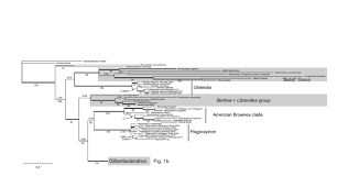 Image result for Englerodendron mengei