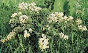 Image result for Voacanga bracteata