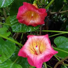 Image result for Stictocardia beraviensis