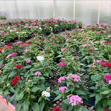 Image result for Pentas lanceolata