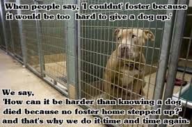 Adopt Immediate Foster Homes Needed On Petfinder Foster Dog The Fosters Dog Died