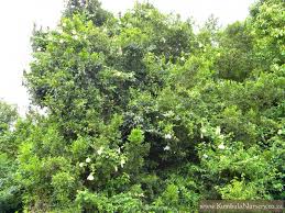 Image result for Hibiscus ludwigii