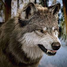 artstation new wolf render massimo righi wolf images wolf photos wolf dog