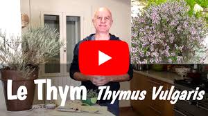 Il lutte contre les mauvaises bactéries. Les Bienfaits Du Thym Thymus Vulgaris Bronchites Infections Urinaires Candidoses Intestinales