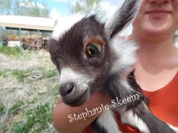 Buy Baby Goat Outfits Cheap Online