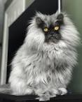 List of cat breeds - Wikipedia