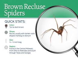 At first, it will look like any other spider bite, if u can see it at all, just two tiny tiny puncture wounds very close together. Brown Recluse Spiders Control Information Bites More