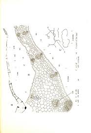 Image result for Pseudobromus