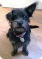Schnauzer Mixes - Which One Is Right For You?