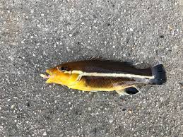 コブダイの稚魚 - ポチ子の耳石コレクション