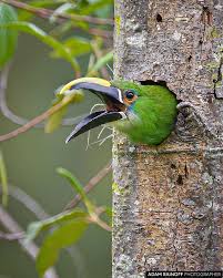 White Throated Toucanet Las Hermosas Chaparral Tolima Colombia Aulacorhynchus Albivitta San Jose De Las Hermosas Chapar Beautiful Birds N Animals Animals