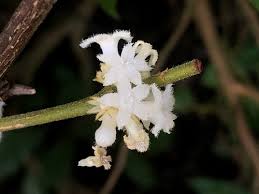 Image result for Lasianthus kilimandscharicus