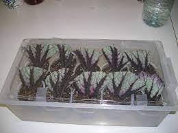 Begonia Propagation For Newbies Begonia Orchid Cactus Propagating Plants