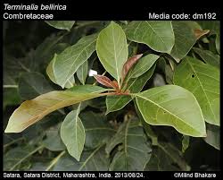Image result for Terminalia bellirica