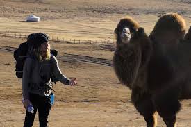 Camels are known as ships of the desert because they can move across desert sands easily providing a mode of transportation for people in desert areas. Mongolian Camel Interaction Steemit