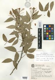 Image result for Chamaecrista fenarolii