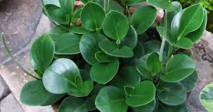 Maybe you would like to learn more about one of these? Peperomia Obtusifolia Care Baby Rubber Plant Light Soil Water Tips