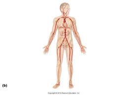 Two forces (lower part of figure below) 1) the weight w. Arteries Lower Body Diagram Quizlet