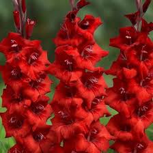 Image result for Gladiolus rubellus