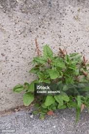 Image result for Amaranthus deflexus