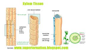 That, and solutes are moved around by the xylem and the phloem, using the root, stem and plant. Functions Of Xylem Tissue In Plants Syedgilanis Com
