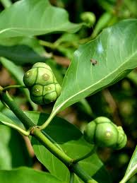 Image result for Morinda