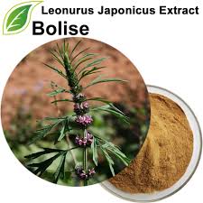 Image result for Leonurus japonicus