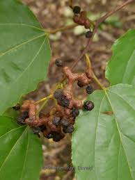Image result for Hovenia dulcis