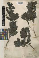 Image result for Myricaceae