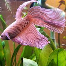 Betta fish come in about 65 species too! Knowing All Types Of Betta Fish By Tail Pattern And Color With Photo And Description Freshwater Aquarium