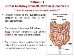 Quickly memorize the terms, phrases and much more. Small Intestine Pancreas Ppt Download