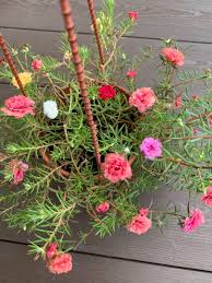 Moss rose portulaca grafting method. Mixed Colors Portulaca Moss Rose In Hanging Pot Furniture Home Living Gardening Plants Seeds On Carousell