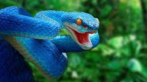 Most Amazing Snakes In The World Youtube Snake Photos Anaconda Snake Snake