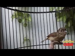 Burung flamboyan atau lebih dikenal dengan nama wergan jawa merupakan jenis burung berukuran kecil yang hanya memiliki ukuran tubuh sekitar 14 cm. 7 88 Mb Suara Burung Flamboyan Gacor Beset Rapet Ombyokan Pasti Nyaut Download Lagu Mp3 Gratis Mp3 Dragon