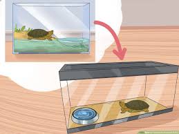 Next, you need to create a proper basking area for the baby. How To Take Care Of A Land Turtle With Pictures Wikihow