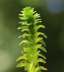 Image result for Hydrocharitaceae