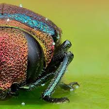 Image result for Centropodia