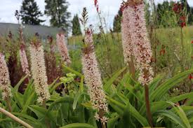 Image result for Eucomis